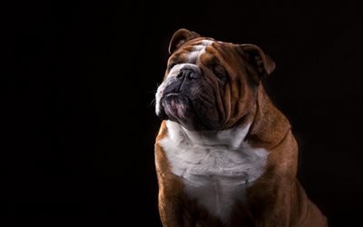 el bulldog ingl&#233;s, marr&#243;n del perro, graciosas de perros, mascotas, animales divertidos, perros