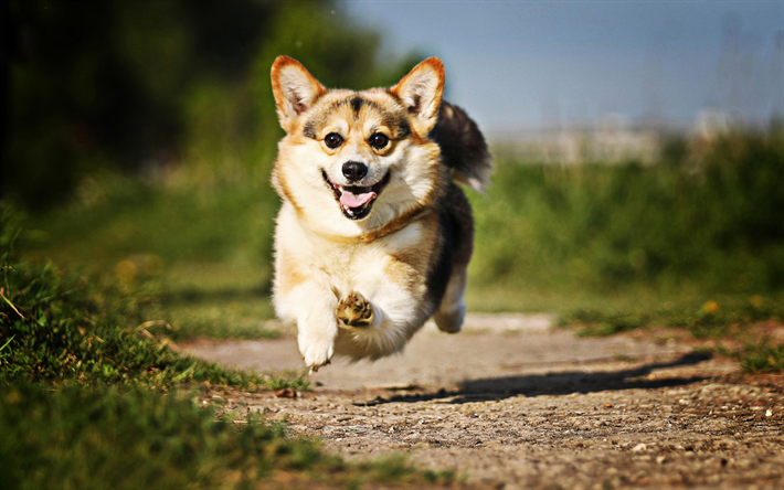 Saltando Corgi, bokeh, mascotas, Welsh Corgi, perros, verano, close-up, lindo perro, Perro Corgi Gal&#233;s, HDR, Corgi, Pembroke Welsh Corgi