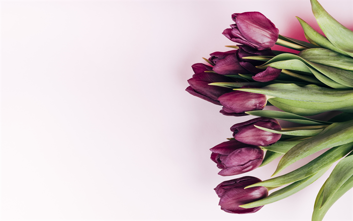 roxo tulipas, flores da primavera, tulipas em um fundo rosa, lindas flores, tulipas