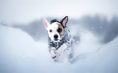 Jack Russell Terrier, pequeno c&#227;o branco, animais de estima&#231;&#227;o, inverno, neve, cachorros