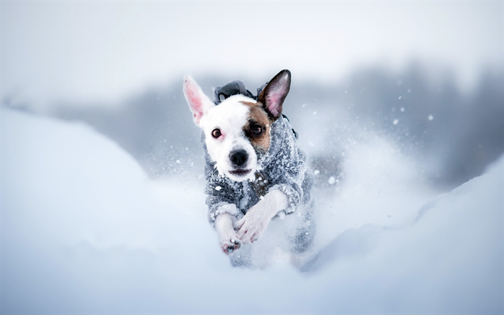 Jack Russell Terrier, white little dog, pets, winter, snow, dogs