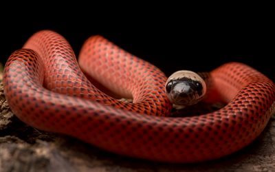 Snake, Black-red snake, Black-collared Snake, Drepanoides anomalus
