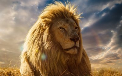 Leone, 4k, l&#39;Africa, l&#39;azzurro del cielo, il grande leone