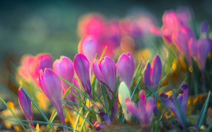 crocuses, pink flowers, spring, blur, bokeh, close-up