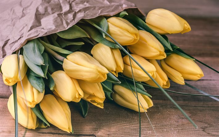 Tulipes jaunes, bouquet de tulipes, printemps, fleurs de printemps, les tulipes