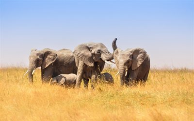 Elefanti, Africa, wildlife, un campo, una famiglia di elefanti