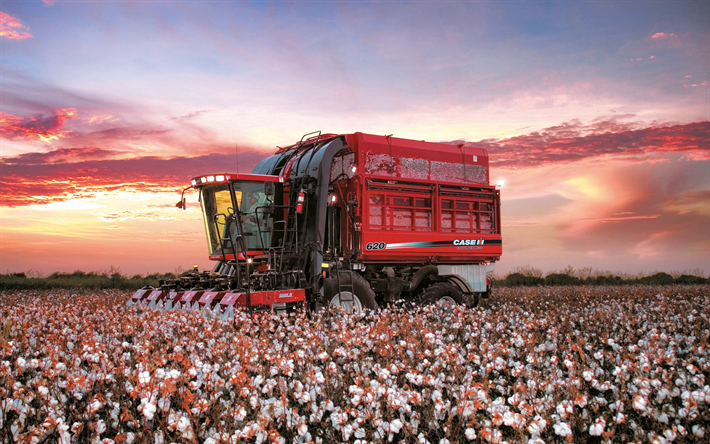Case IH Cotton Express, cotton harvest, cotton field, combine, Cotton Express 620, Case, harvesting