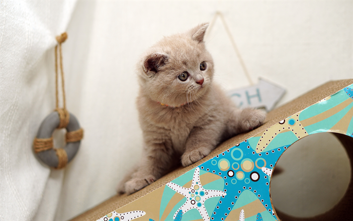 british shorthair, peque&#241;o gatito de color beige, simp&#225;ticos animales, peque&#241;os gatos, gatitos, british shorthair gatito