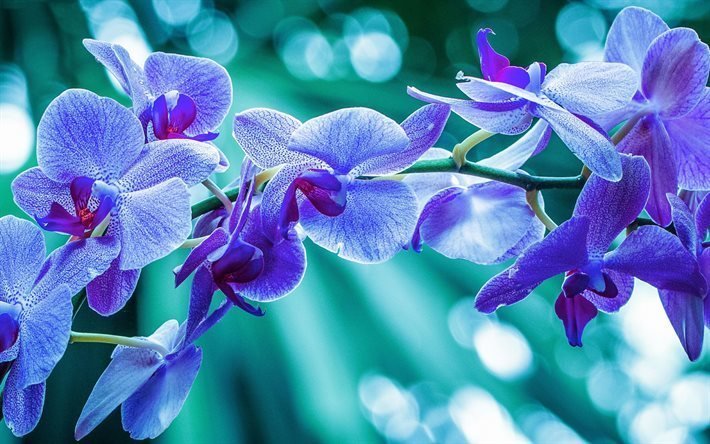 orchidee, zweig, close-up, lila orchideen
