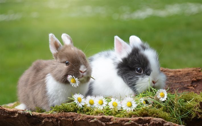 simpatici animali, conigli, erba, camomilla
