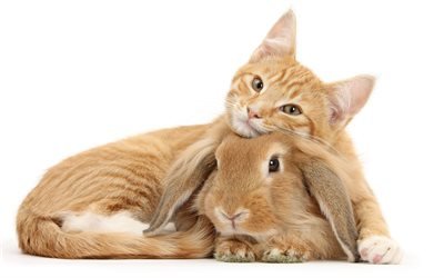 ginger cat, rabbit, cute animals, friendship, funny little animals