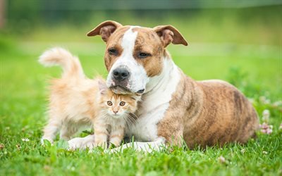 Amerikan staffordshire terrier, k&#252;&#231;&#252;k kırmızı kedi, dostluk kavramları, kedi ve k&#246;pek, sevimli hayvanlar