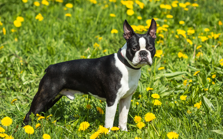 Boston Terrier, 4k, svart vit hund, liten s&#246;t hund, husdjur, Amerikanska raser av hundar