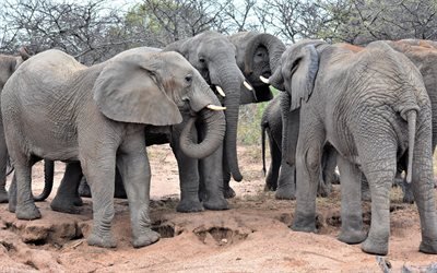 elephants, family, group, Africa, wildlife, big elephants