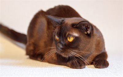 Havana Brown kedi, kahverengi kedi, yerli kedi, sarı g&#246;zleri, sevimli hayvanlar, Havana Brown Kedi