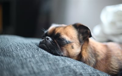 Pug, dormir cachorro, cachorros, animais fofos, animais de estima&#231;&#227;o, Pug Dog