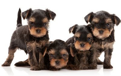 Yorkshire Terrier, small puppies, cute animals, small dogs, quartet, 4k, decorative breed of dogs