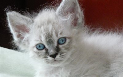 LaPerms, kedi, namlu, kıvırcık kedi, yerli kedi, kediler, sevimli hayvanlar, Kedi LaPerms