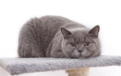 British Shorthair gatto, animali domestici, gatto grigio, occhi marroni, gatti
