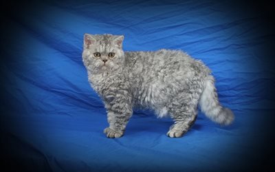 4k, Selkirk Rex Gato, gato cinzento, gatos, animais de estima&#231;&#227;o, animais fofos, Selkirk Rex
