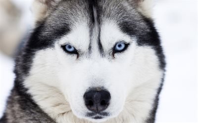 ハスキー, 青い眼, 肖像, ペット, 大きな犬