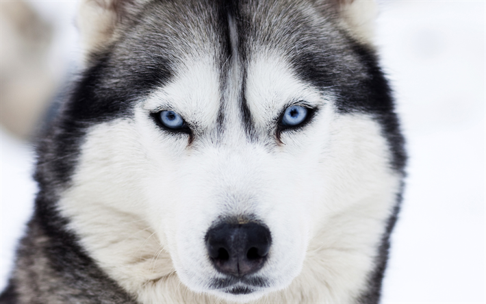 husky, blue eyes, portrait, pets, big dog