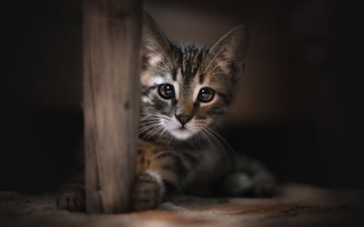 cinza pequeno gatinho, surpresa, pequeno gato, animais de estima&#231;&#227;o, bokeh, o gato dom&#233;stico