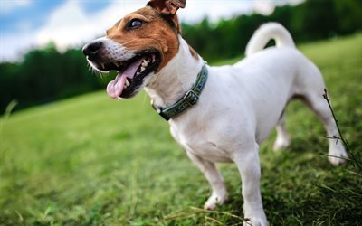 Jack Russell Terrier Dog, lawn, pets, dogs, cute animals, Jack Russell Terrier