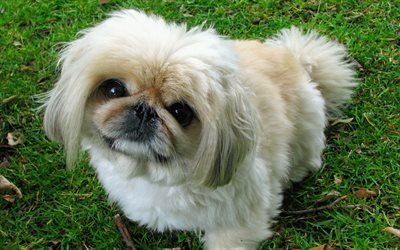 Pekingese Dog, lawn, dogs, fluffy dog, pets, cute animals, Pekingese
