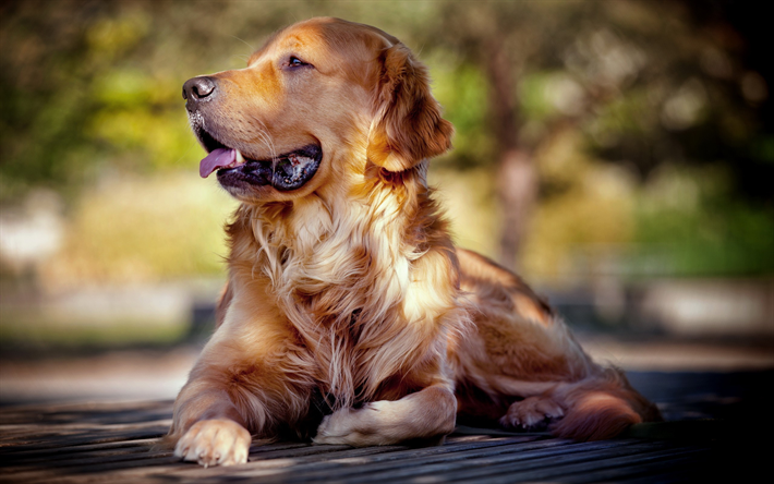 Golden Retriever, osk&#228;rpa, labradors, hundar, husdjur, s&#246;ta hundar, Golden Retriever Hund