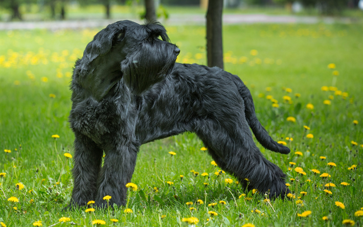Giant Schnauzer, pets, dogs, black dog, Schnauzer, lawn, Giant Schnauzer Dog