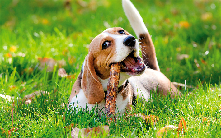ダウンロード画像 Basset猟犬 芝生 かわいい動物たち ペット 犬 Basset猟 フリー のピクチャを無料デスクトップの壁紙