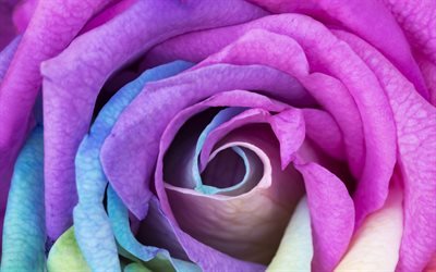 マルチカラーバラ, rosebud, 紫色のバラの花びら, 美しい花, マクロ