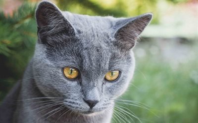 ロシアの青い猫, 国内猫, 4k, 肖像, 灰色猫, 短髪の品種の猫