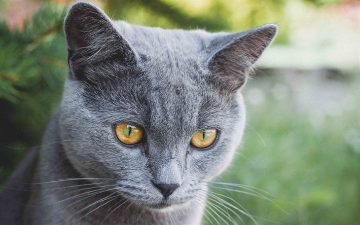 Kedi Rus Mavi Kedi, yerli kedi, 4k, portre, gri kedi, kısa sa&#231;lı ırkları