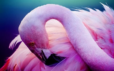 cor-de-rosa flamingo, close-up, a vida selvagem, p&#225;ssaro rosa, flamingos, phoenicopterus
