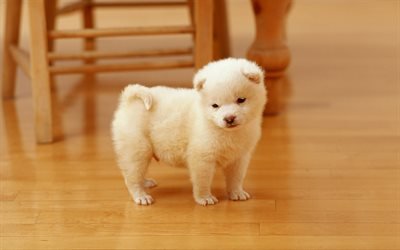 Akita Inu, puppy, pets, dogs, white Akita Inu, cute animals, Akita Inu Dog