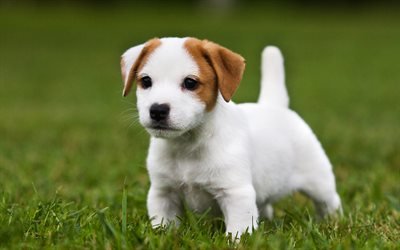 4k, Jack Russell Terrier C&#227;o, filhote de cachorro, animais de estima&#231;&#227;o, cachorros, animais fofos, gramado, Jack Russell Terrier