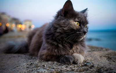 dark gray fluffy cat, bokeh, domestic cat, cute animals, breed of fluffy cats