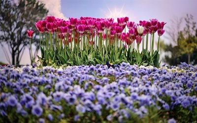 ピンクのチューリップ, 野の花, 春, スミレ, 花畑, 夜, 花壇, チューリップ
