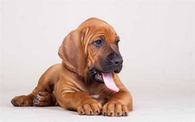 Bloodhound, valp, husdjur, hundar, sm&#229; bloodhound, s&#246;ta djur, Bloodhound Hund