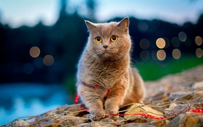 British cat, evening, domestic cat, furry cats, cats breeds, cute animals, pets