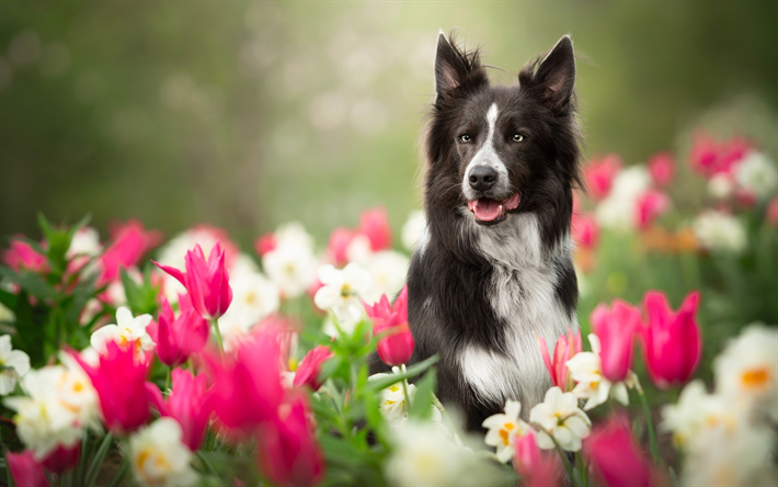 Black Border Collie, bokeh, tulips lawn, cute animals, black dog, pets, border collie, dogs, Border Collie Dog