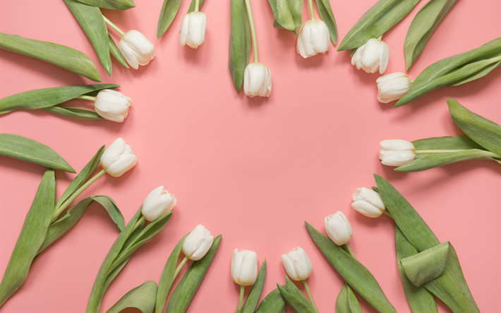 white tulip frame, hearts frame of flowers, pink background, white tulips, spring, floral background