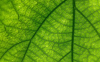 green leaf texture, close-up, green leaf background, plant, ecology, leaf textures, green backgrounds, macro, texture of leaf
