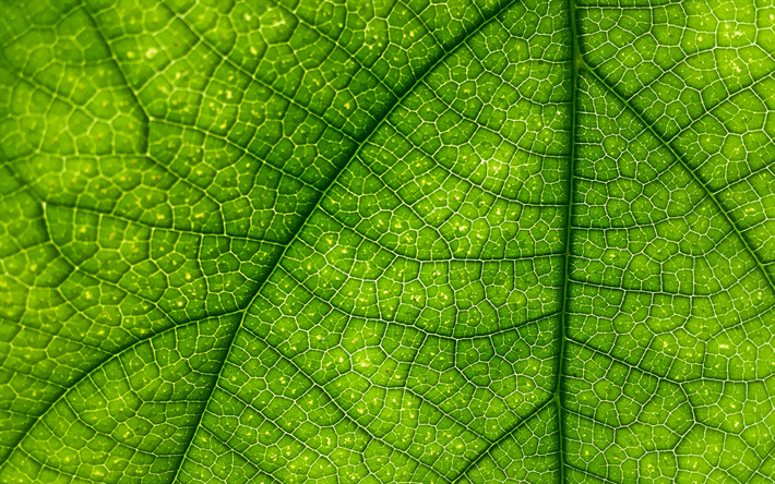 green leaf rakenne, l&#228;hikuva, vihre&#228; lehti tausta, kasvi, ekologia, lehti&#228; kuvioita, vihre&#228; taustat, makro, tekstuuria lehti&#228;