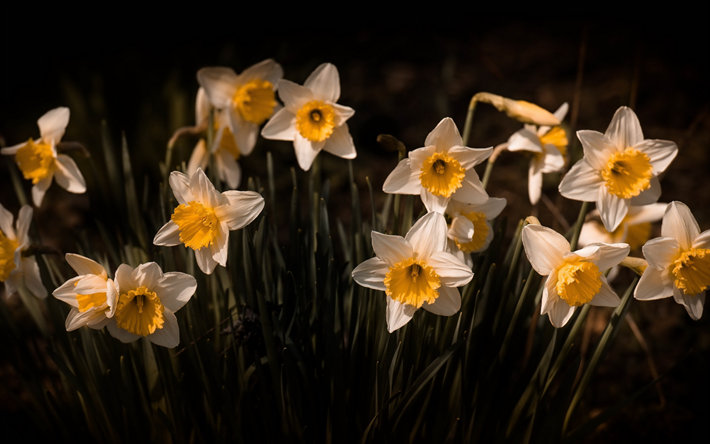 los narcisos, tarde, puesta de sol, las flores silvestres de primavera blanca flores, de la primavera