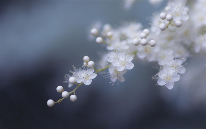 primavera, flores brancas, flores de damasco, plano de fundo cinza, blur, primavera de fundo