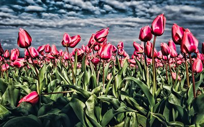 pink tulips field, 4k, macro, summer, HDR, pink flowers, tulips, pink tulips