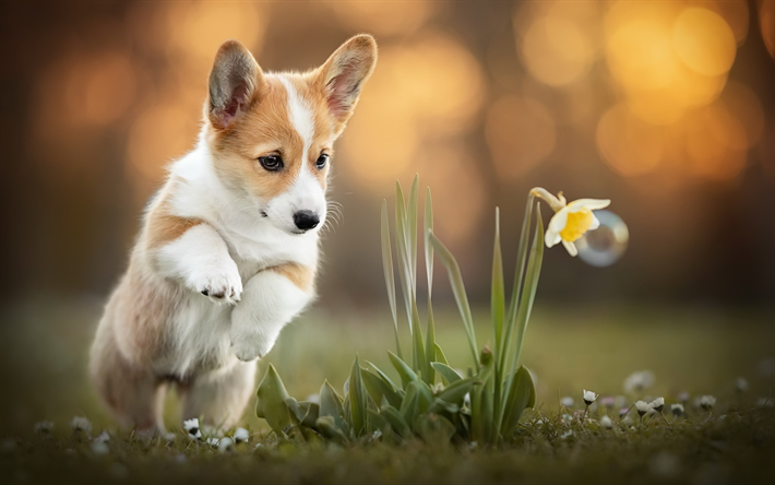 ダウンロード画像 コーギー 子犬 ペット ウェルシュコーギー 犬 少しのコーギー 水仙 かわいい犬 ウェルシュコーギー犬 ペンブロークウェルシュコーギー フリー のピクチャを無料デスクトップの壁紙